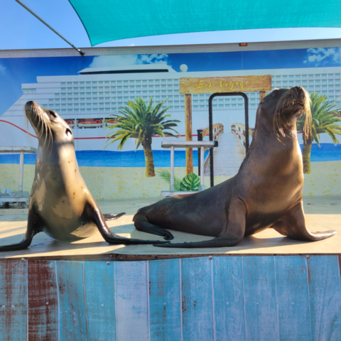 Sea Lions